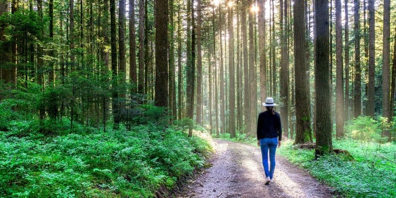 Sloww Forest Bathing