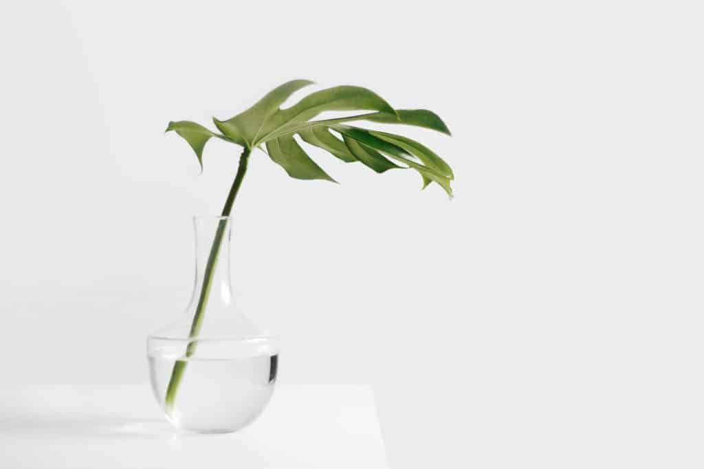 Sloww Minimalism Momentum