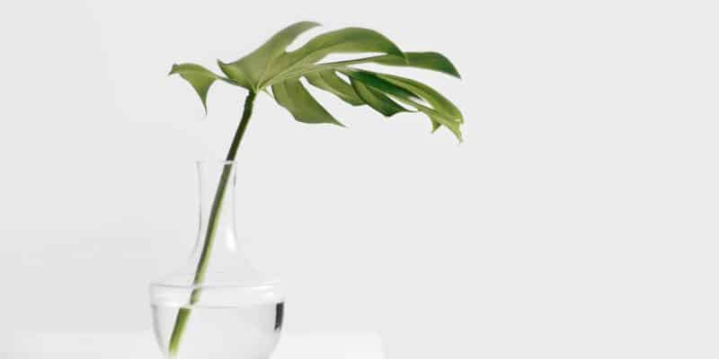 Sloww Minimalism Momentum