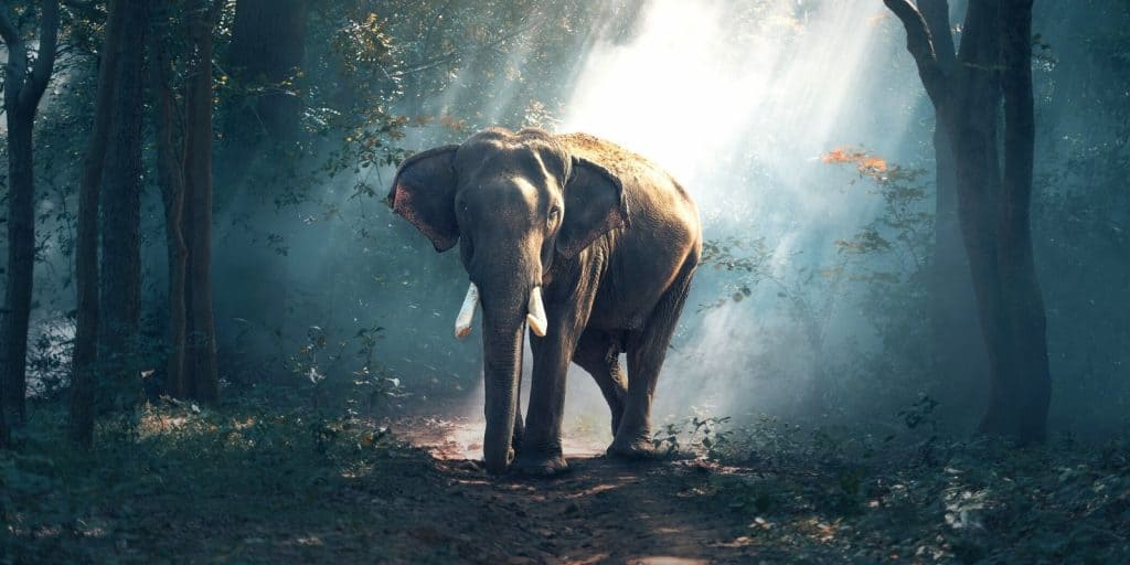 Sloww Blind Men Elephant Story