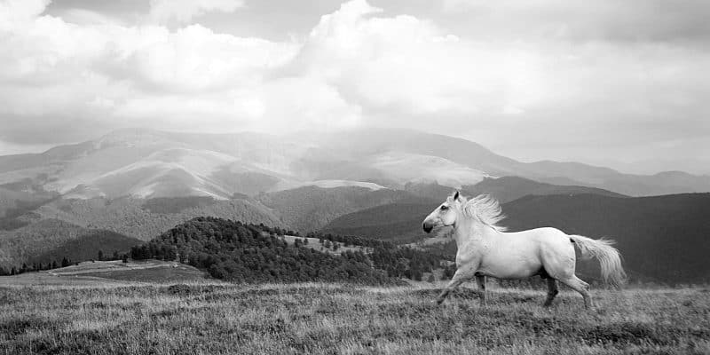 Farmer Lost Horse Story